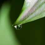 Dew drops! નેહલ