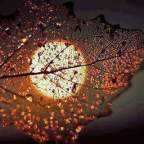 SONG OF MYSELF – WALT  WHITMAN(2)