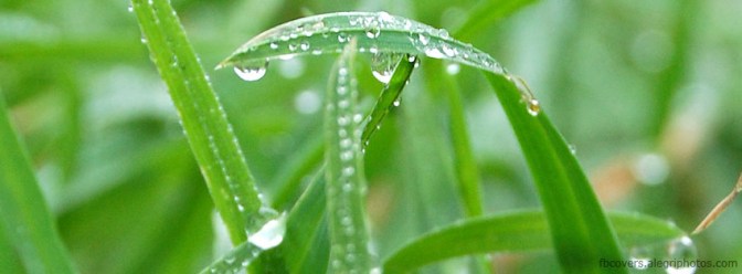 Dew-drops-on-grass
