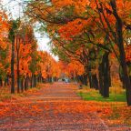 પાનખર- નેહલ