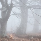 વિસ્મૃતી – નેહલ