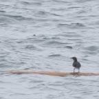 A drifting Log – Nehal