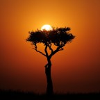 चुनिंदा अशआर- बशीर बद्र (3)