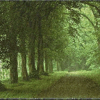 Green Rain –  Dorothy Livesay