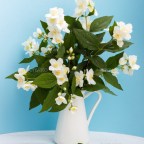 Jasmines – Claude McKay