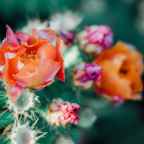 लड़की कैक्टस थी : वियोगिनी ठाकुर