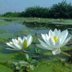 Thich Nhat Hanh : Silence