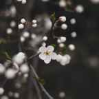 વજેસિંહ પારગી : ‘મળવા જેવા માણસ’ને મળવાનું રહી ગયું